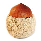 木製　どんぐりの おきあがりこぶし