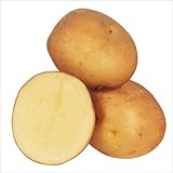 国華園　じゃがいも種芋　デジマ　1kg【※発送が国華園からの場合のみ正規品です】