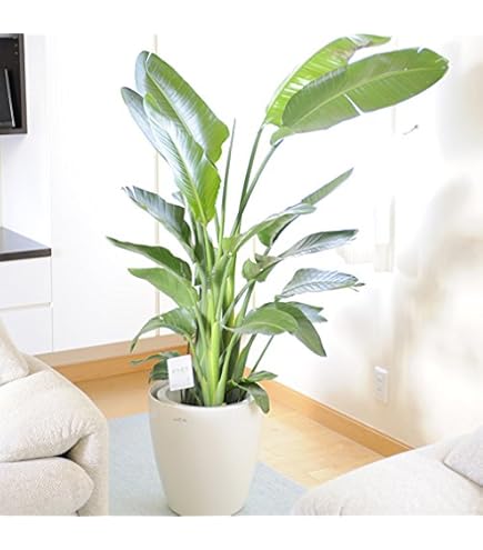 Amazon｜ストレリチア オーガスタ 10号｜観葉植物 オンライン通販