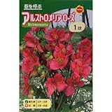 秋植え球根 アルストロメリア ローズ (544871)