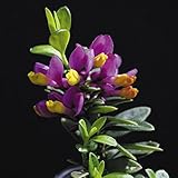 【山野草】トキワヒメハギ