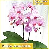 産地直送　椎名洋ラン園のミディ胡蝶蘭2本立ち4号陶器鉢 (ピンク系)