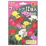 秋植え球根 お徳用 フリージア 12球入り一重咲き混合 (430570)