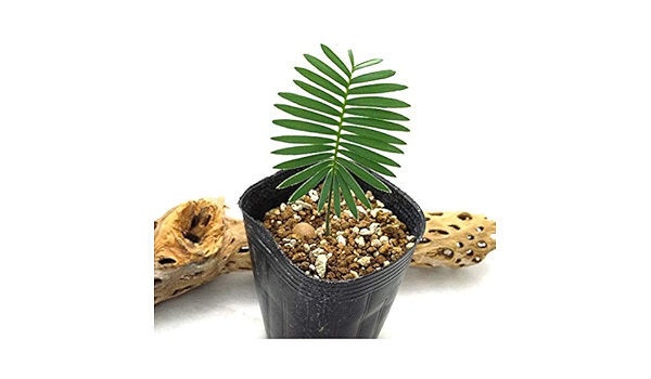 Amazon 耐寒性ソテツ苗 ディオーン エドュレ 3号ポット サイズ１０ｃｍ前後 観葉植物 オンライン通販