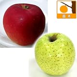 リンゴ2種セット：王林（おうりん）と紅玉（こうぎょく）[受粉セット][苗木] ノーブランド品