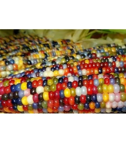 とうもろこしページ t-tmk-mikanchawh-18s.jpg