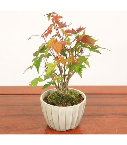 Amazon.co.jp: 清姫紅葉 清姫もみじ 清姫紅葉盆栽 もみじ盆栽 楓