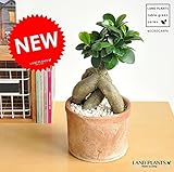 LAND PLANTS 多幸の樹 がじゅまる 幹太タイプ モスポット鉢