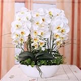 Phalaenopsis suite living room interior decoration flowers potted 100 seeds 8