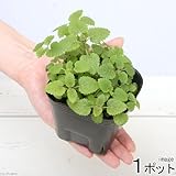 (観葉)ハーブ苗 レモンバーム 3号(1ポット) 家庭菜園 本州・四国限定[生体]