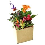 花由 季節限定 ハロウィン寄せ植え 本物 ミニパンプキン＜かぼちゃ＞付