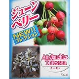 ジューンベリー：チーセン4.5号ポット[ジューンベリーで最大級の実]