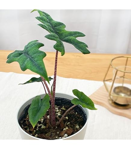 Amazon.co.jp: アロカシア 'フライングスクイード' 2寸 (Alocasia