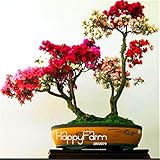 100% Genuine 10 Pcs Cherry blossoms Sakura seeds Perennial like Azalea Flower Seeds easy grow for Ho