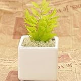 プリザーブドフラワー 花花 観葉植物 (ラスカス) 枯れないお花 お祝い プチギフト プレゼント (オリジナルメッセージカード ラッピング 無料対応)