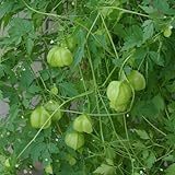 風船かずら[ふうせんかずら]3～3.5号ポット 4株セット ノーブランド品