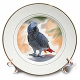 鳥 – アフリカングレーオウム – プレート 8 inch Porcelain Plate cp_4030_1