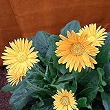 ガーデンガーベラ（ガルビネア）：サニー3.5号ポット2株セット[花壇・鉢植えに]