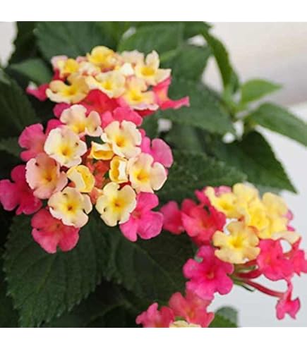 Amazon.co.jp: 花苗 スーパーランタナ トロピカルサンセット