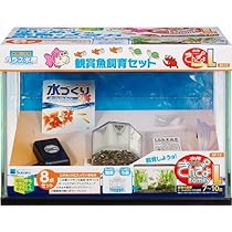 きんぎょ　さん専用出品 きんぎょ さん専用出品