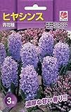 花の大和 球根 ガーデンヒヤシンス 青花種 3球セット