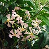 テイカカズラ：桃花3号ポット2株セット[常緑つる性]