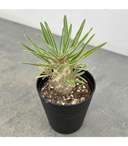 Amazon｜パキポディウム グラキリス 実生3年 丸型 細葉②｜観葉植物