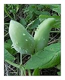Cyclanthera pedata - Achocha - Caigua - 10 seeds