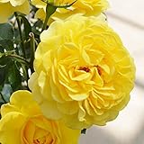 バラ大苗・ 可 ポラリス アルファ (国産苗 大苗 6号鉢植え) タンタウ作出 新品種 ・1店舗当たり販売制限の限定品