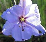 Aristea spiralis - Aristea - 10 seeds