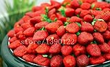 家庭菜園NO-GMOのイチゴの木のための大きなイチゴのおいしい果物や野菜の種子をイチゴ種子を登る300個
