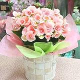 リーガースベコニア ピンク 5号鉢植え かご付き 花 ギフト