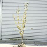 花も実も存分に楽しめる！庭木：サンシュユ（山茱萸）さんしゅゆ　根巻株