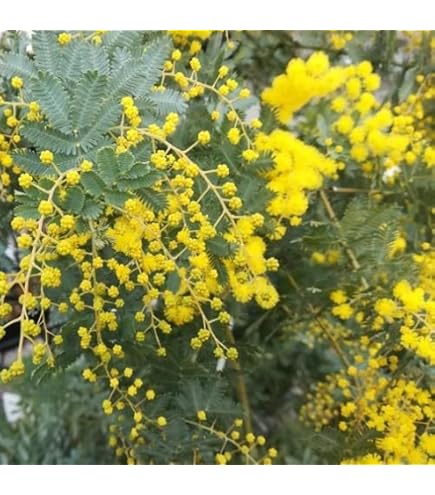 ミモザアカシア　特大品　現地引き取りor 配達品 ミモザアカシア 特大品 現地引き取りor 配達品 ミモザアカシア 特大品