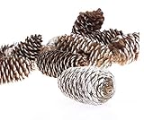 Factory Direct Craft Group of 12 Artificial Snow Covered Spruce Pine Cones for Holiday and Home Deco