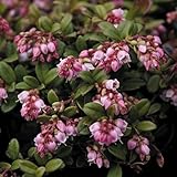 【山野草】西別コケモモ