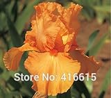 アイリス種子大胆な色ひげを生やしたアイリスコレクション種子カラフルな花の種子パックホームガーデンの花植物