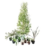 オンリーワン ボーダー花壇 植栽セット シック ホップブッシュ カッコいい景色 ME6-SET05