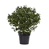 Nearly Natural Peperomia Indoor/Outdoor UV Resistant Plant, 28' [並行輸入品]