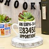 (観葉)私のオアシス カップde多肉植物 多肉植物2種ミニカップ植え(説明書付) 本州・四国限定[生体]