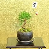 ミニ盆栽：迎春三河黒松（瀬戸焼)*受け皿＆ピック付き