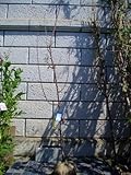 アンズ 樹高2.0m前後 (根鉢含まず)