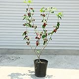 庭木：黒花ろうばい/カリカンサス　ハートレッジワイン　ポット大株！