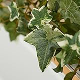 Factory Direct Craft 12 Feet of Artificial Variegated Ivy Link Garland for Home Decor and Displaying