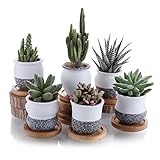 T4U 6cm 韓国風陶器鉢 多肉植物、サボテン鉢 フラワーポット 植木鉢 バンブートレイ付き 黒白 6種類セット