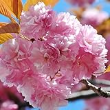 桜 苗木 関山 12cmポット苗 かんざん さくら 苗 サクラ