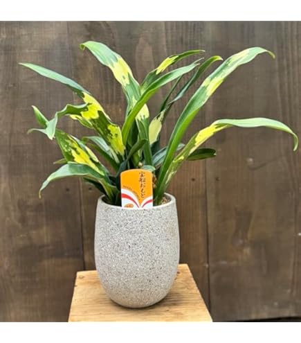 Amazon｜万年青（オモト）有田（ありた）2鉢セット販売♪和風の和み