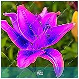 1個カラフルなユリ球根盆栽希少な多年草植物フラワー球根種子レインボーフラワーガーデン22