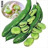 国華園　野菜たね　マメ　一寸そら豆　1袋(25ml入)【※発送が国華園からの場合のみ正規品です】