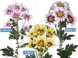 精興園 菊苗 8月咲二色スプレー ガルシア(白に底紅)・イカルス(黄に底赤)・ベルトロ(桃に底紅) 3種各2本 計6本